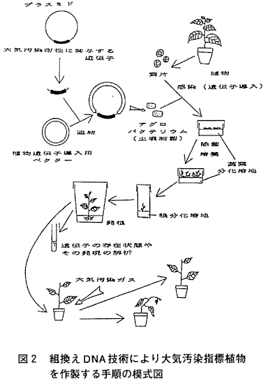 図２．組換えＤＮＡ技術により大気汚染指標植物を作製する手順の模式図