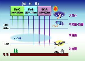 図表：紫外線の種類