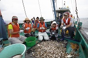 東京湾の魚介類と環境