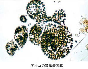 アオコの顕微鏡写真
