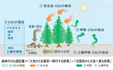 森林生態系の炭素収支プロセスの図