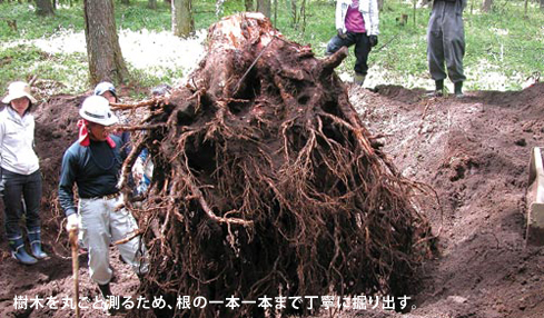 樹木を丸ごと測るため、根の一本一本まで丁寧に掘り出す。