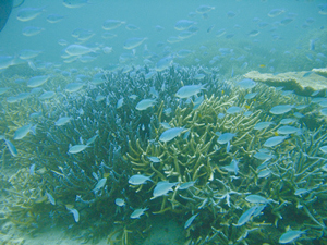 サンゴ礁とその周囲を泳ぐ魚たちの写真
