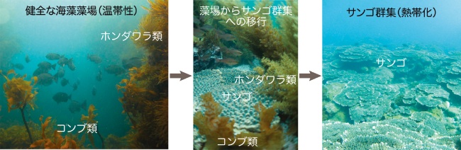 温帯における本来の海藻藻場の図