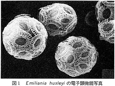 図1  Emiliania huxleyi の電子顕微鏡写真