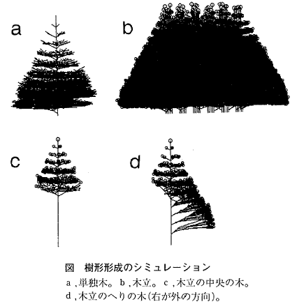 図  樹形形成のシミュレーション
