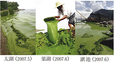 写真１　中国“三湖”で発生したアオコの様子