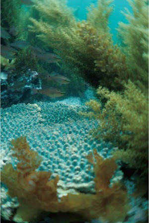 熱帯化する沿岸生態系の写真