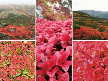 北海道大雪山における多様な紅葉景観とその構成種の写真