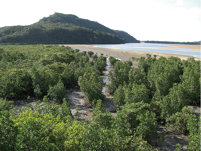 西表島のマングローブ。植物はヤエヤマヒルギとオヒルギの写真