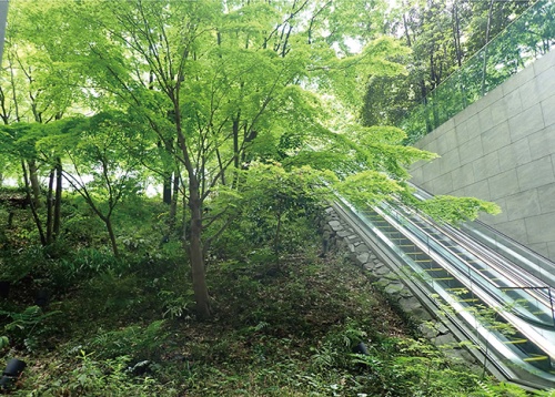 東京都千代田区大手町の森のオフィスビルの間に人工的に作られた森の写真