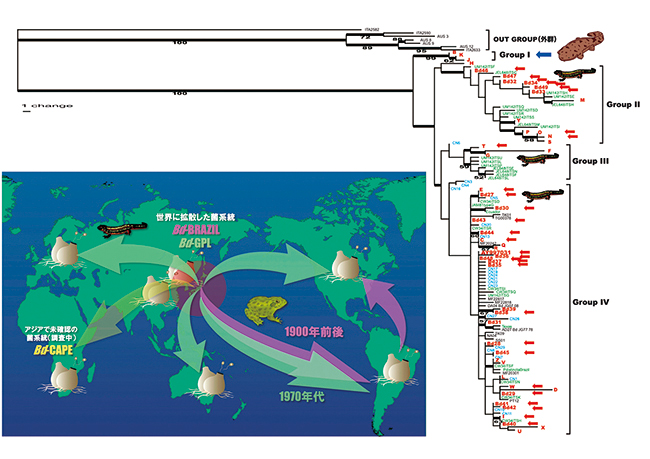 日本列島および世界のカエルツボカビ菌DNA系統樹および推定分布拡大プロセスの図