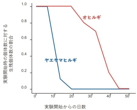 図3　35℃におけるヒルギ科2種の生残曲線