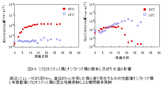 図4.6 ミクロキスティス属とオシラトリア属の競争に及ぼす水温の影響