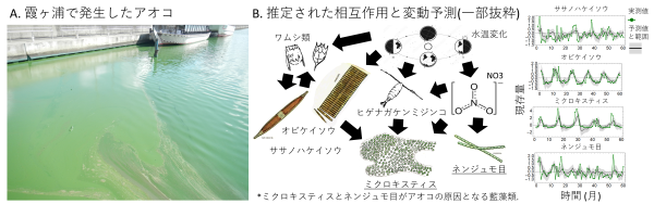 霞ヶ浦のアオコとプランクトン群集の相互作用の推定の写真