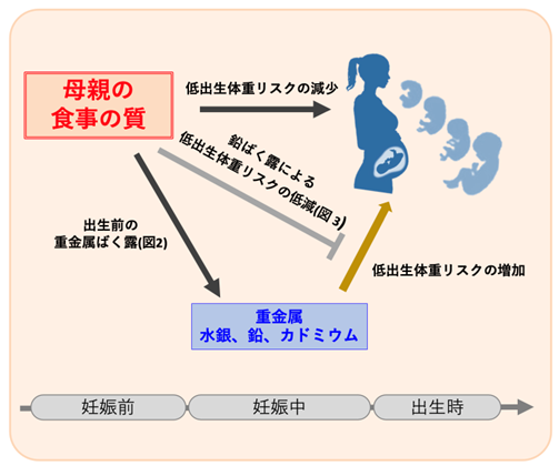 妊娠中の重金属へのばく露に関する図