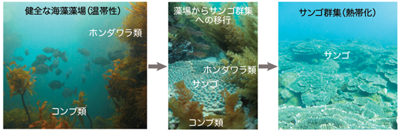 温帯における本来の海藻藻場から、海藻とサンゴが共存する群集を経て、熱帯化したサンゴ主体の群集へ至るまでの、各移行段階を示した写真