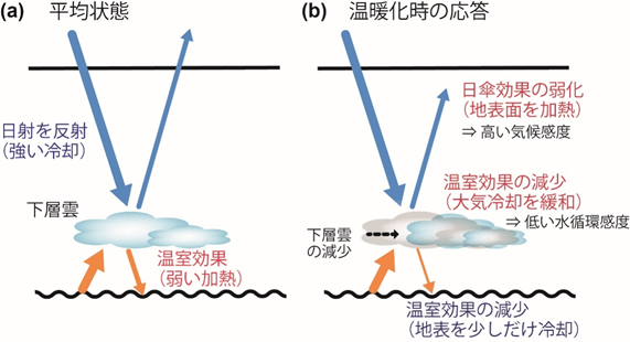 温暖化に対する下層雲の応答が、平衡気候感度と水循環感度を結びつけるメカニズムを表した画像