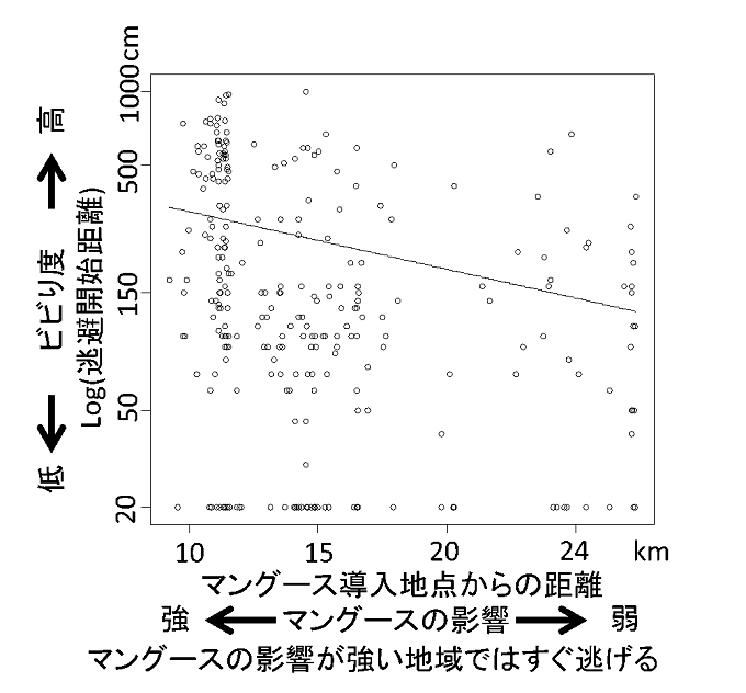 ビビり度（逃避開始距離）とマングースの影響（マングース導入地点からの距離）との関係図
