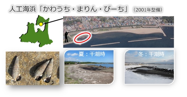 ウミニナの生態調査をおこなった人工海浜「かわうち・まりん・びーち」